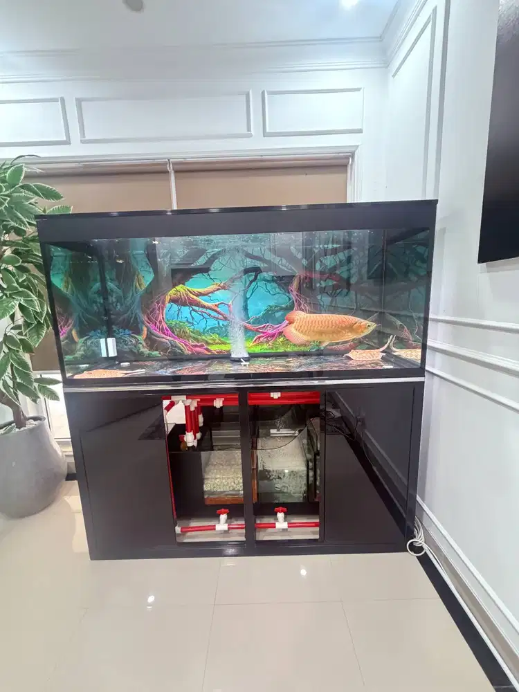 Aquarium Jumbo 180 cm + Arwana SR No Tail & Sepasang Pari Albino