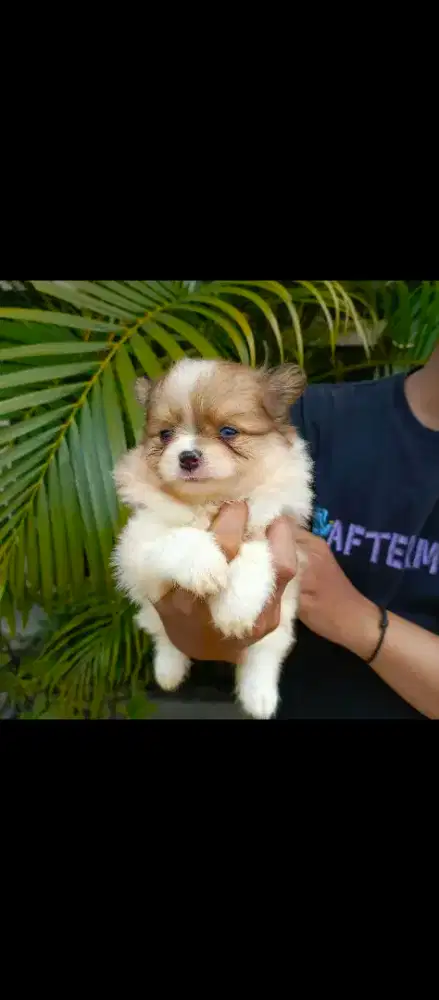 Minipom mata Biru Bandung