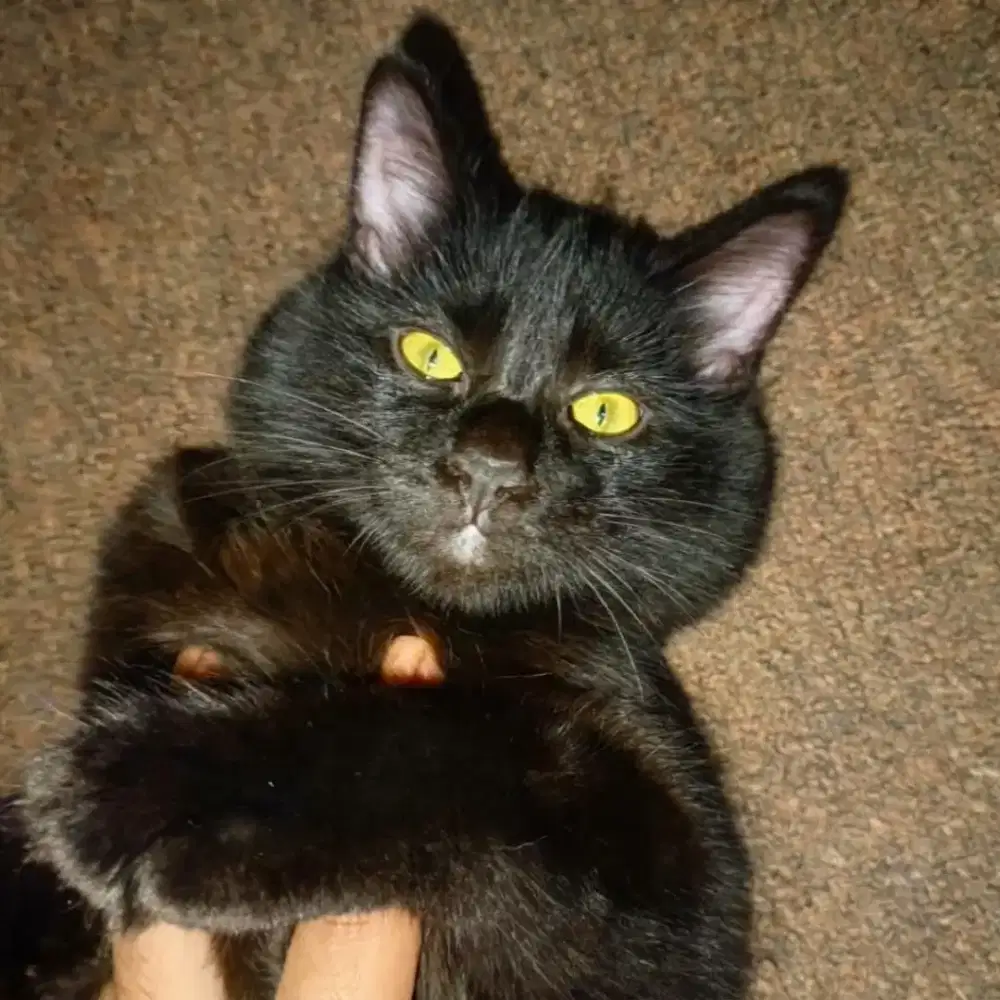 kitten Kucing black