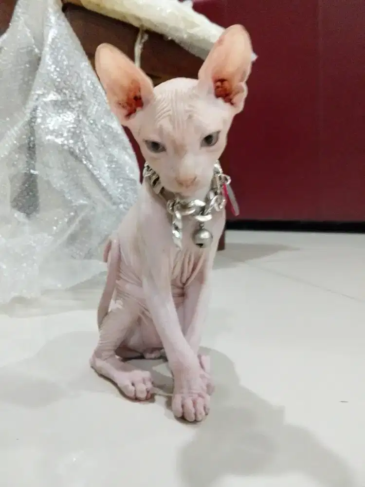 Kitten Sphynx Jantan