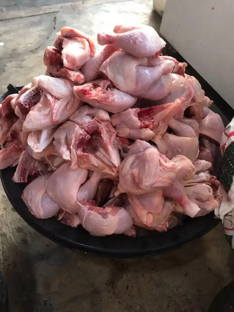 Ayam karkas fresh & frozen