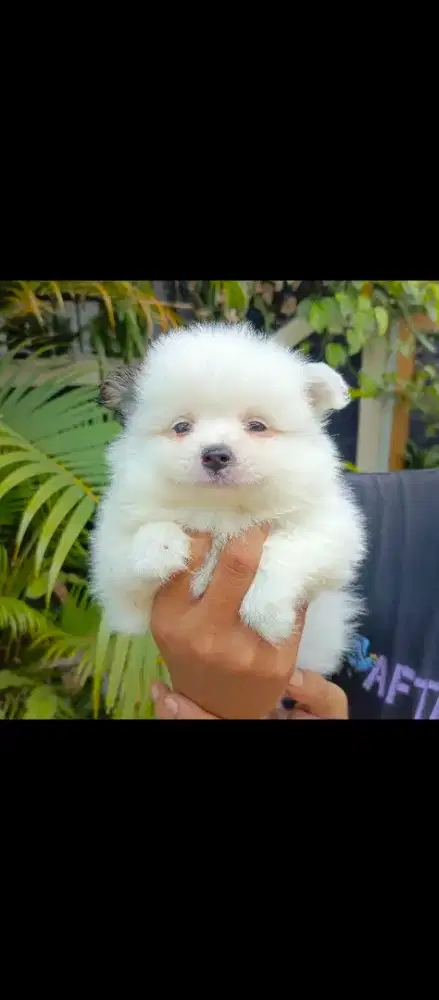 minipom luchu bandung