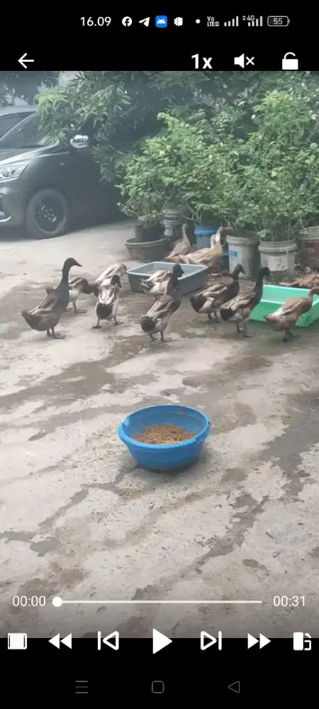 Dijual bebek Magelang