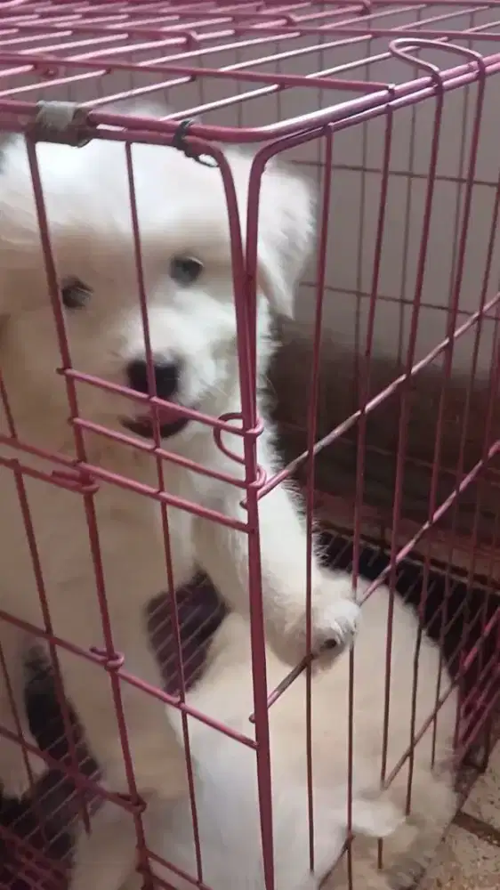 Anak Anjing Super Lucu
