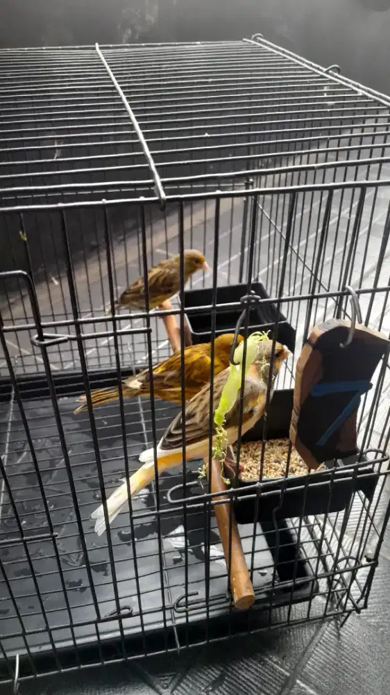Mau berhenti ternak, karena mau pindah rumah