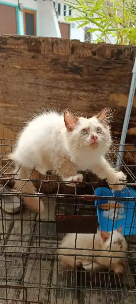 Dilepas adopsi betina midol 2.3bulan sehat lucu gemoy radenSaleh depok