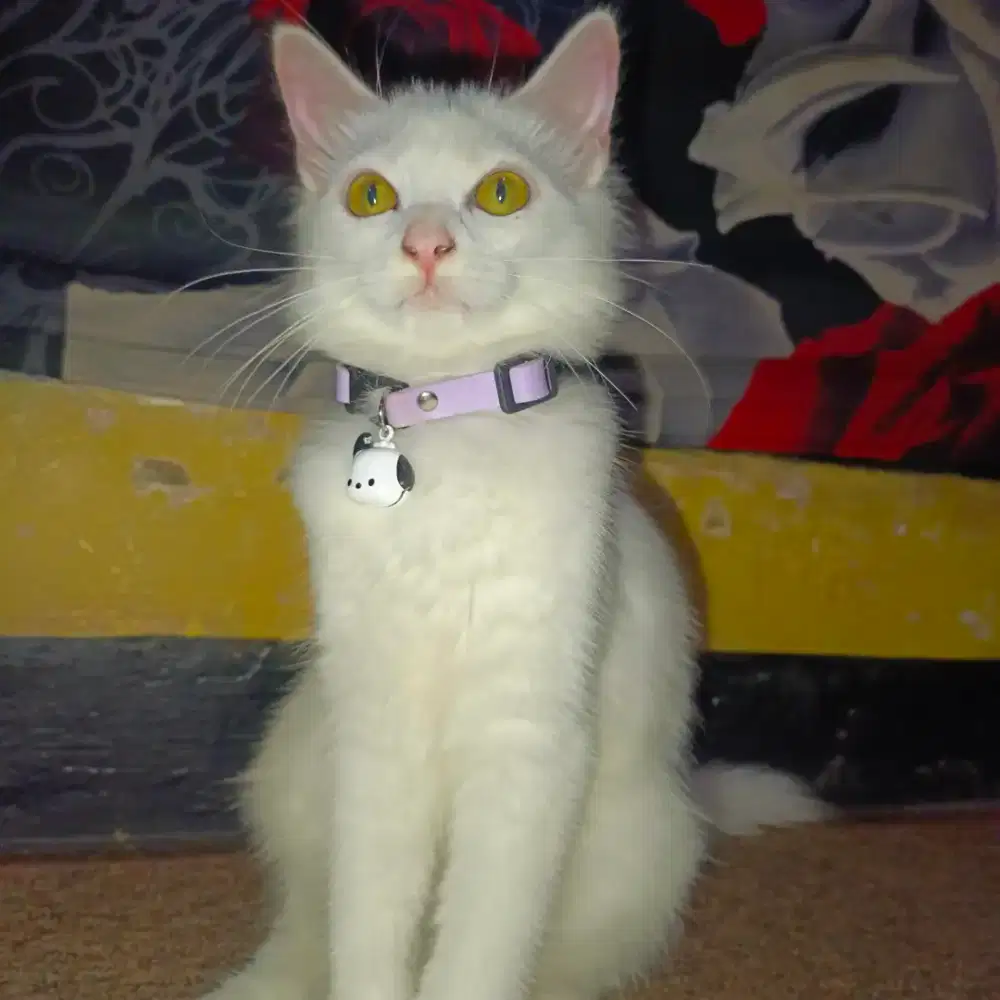kitten Kucing anggora
