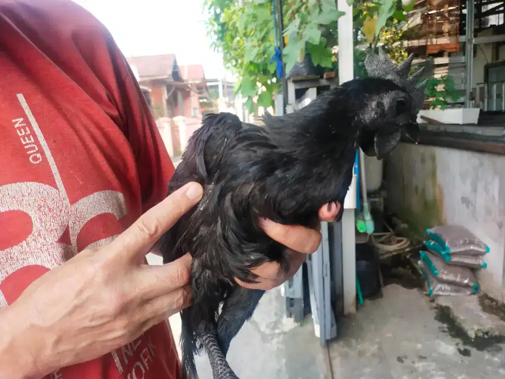 ayam cemani full black lidah hitam