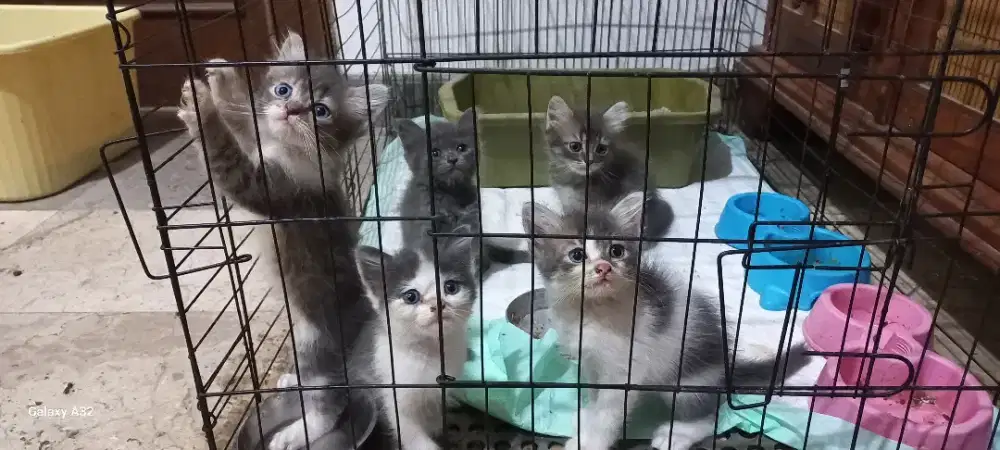 ADOPSI KITTEN KUCING
