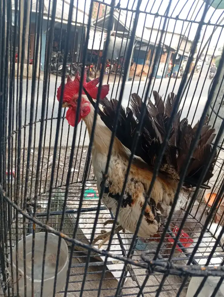 Ayam Kate chabo