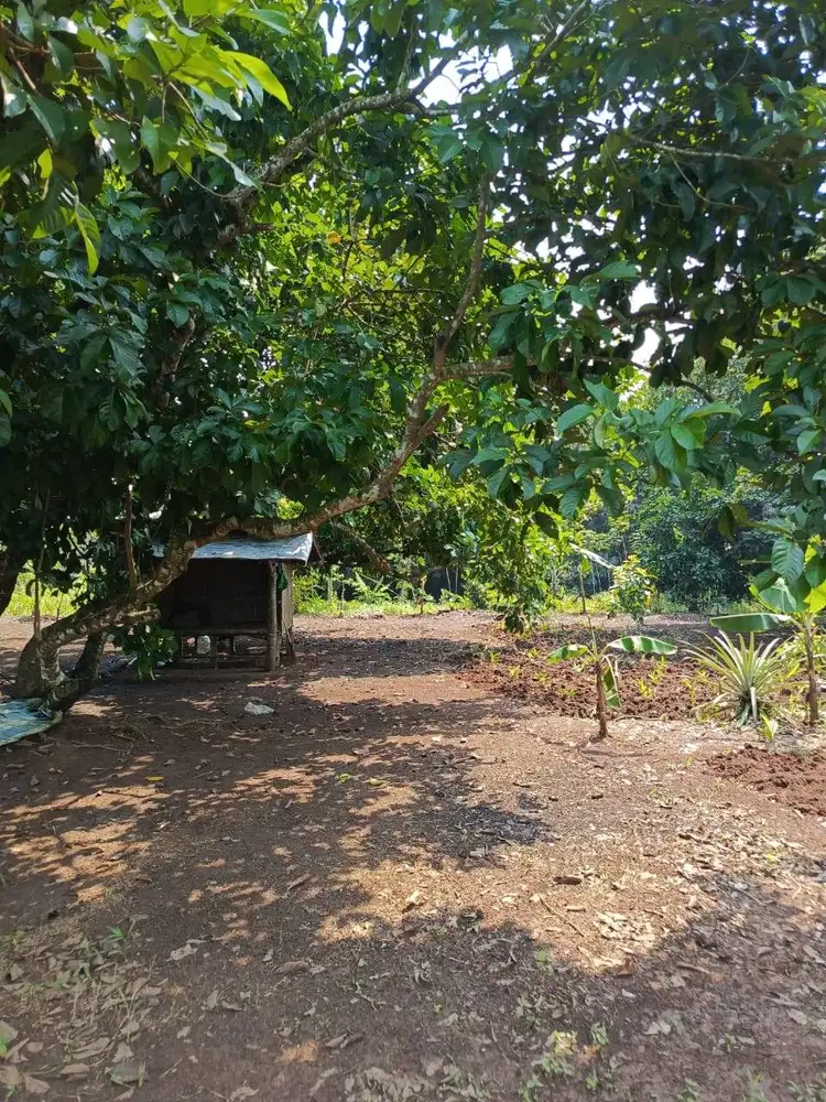 Jual tanah cepat, harga nego. Lokasi Maja, Lebak, Banten