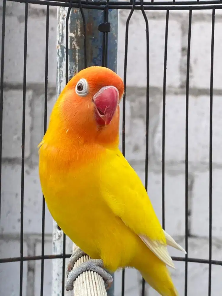Burung Lovebird Betina Lutino