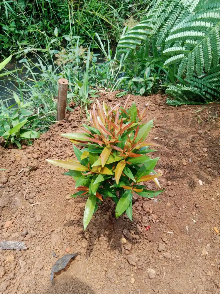 tanaman pucuk merah