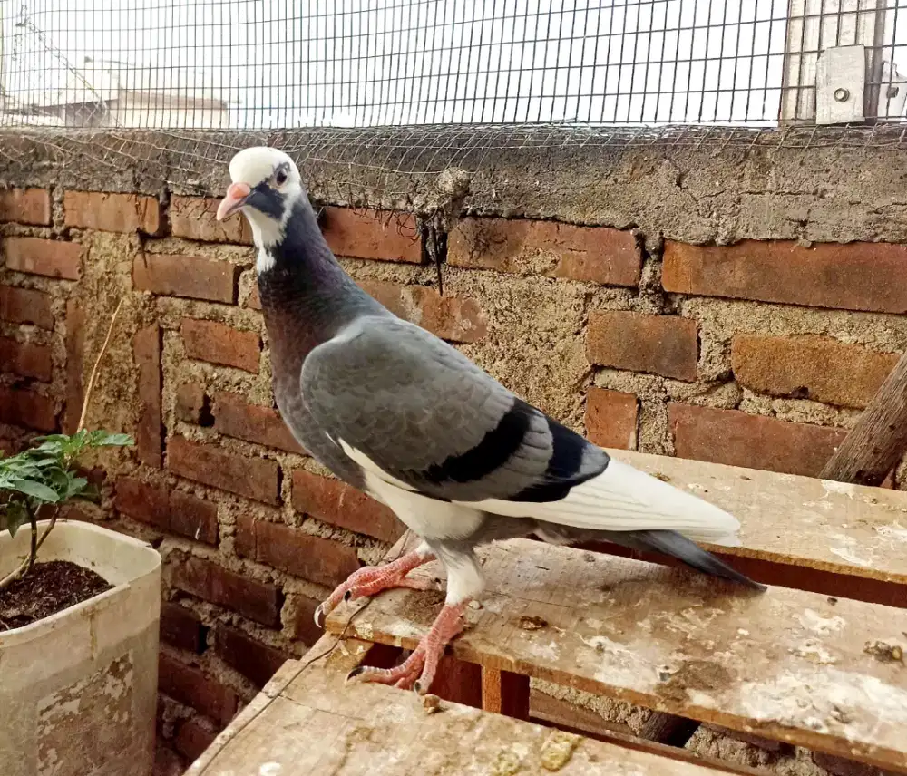Merpati Tinggian Betina Trah Tinggi Nitik