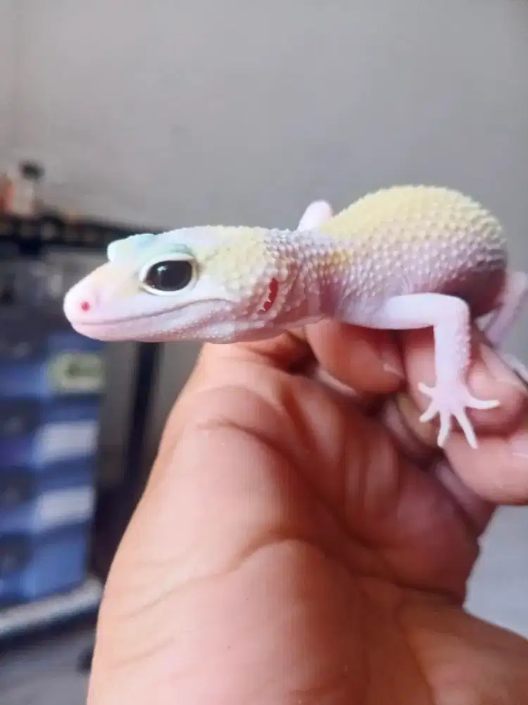 GECKO murah meriah