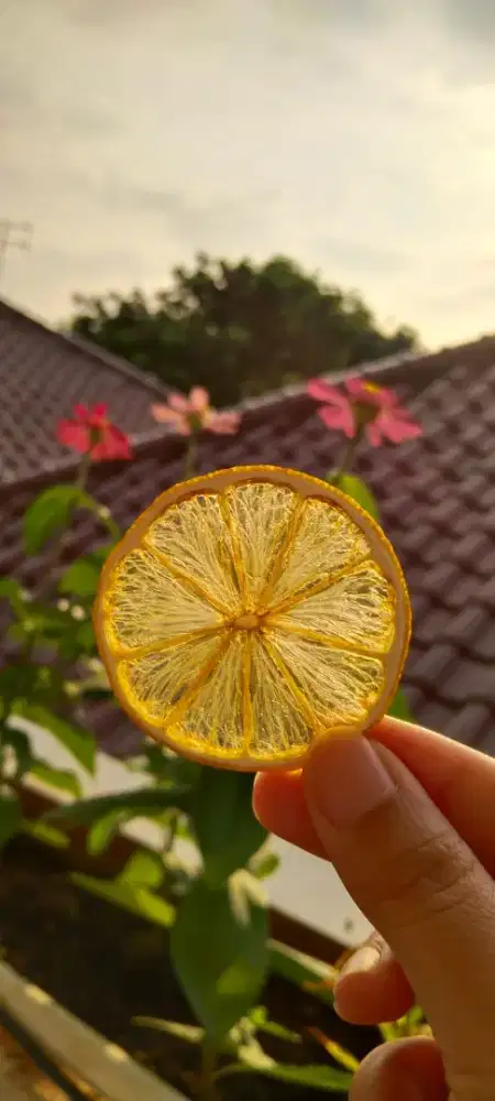 Food Dehydrator