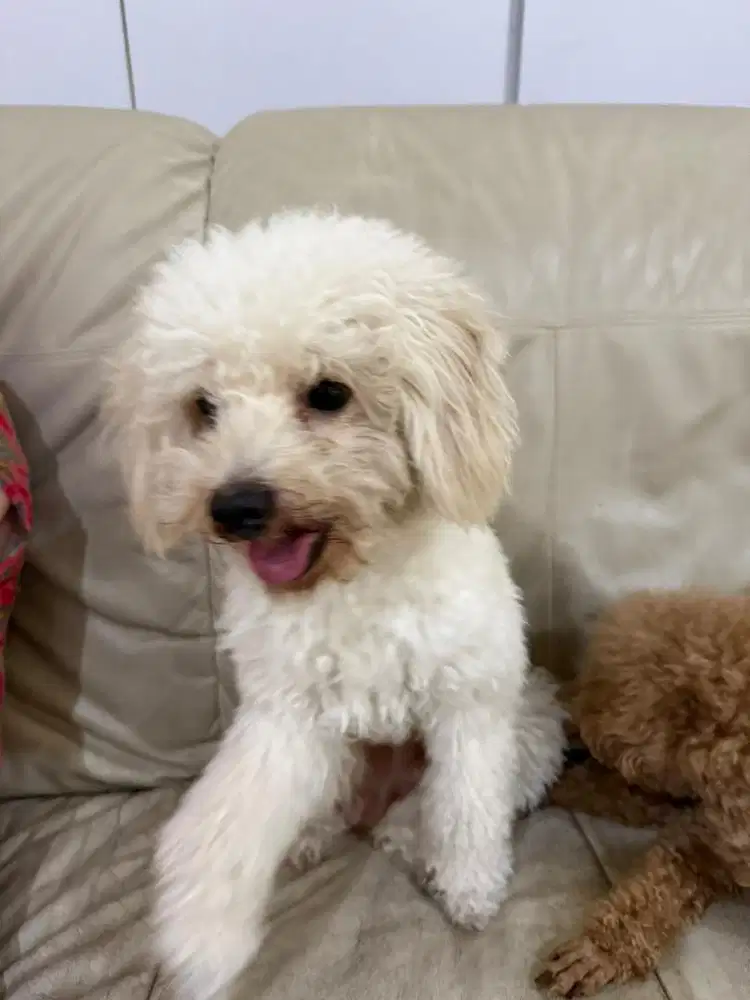 Poodle putih cakep