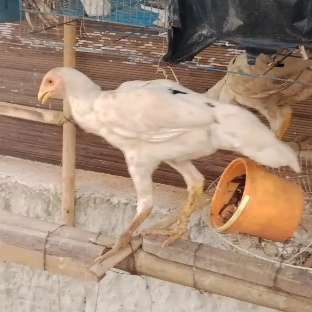 Ayam bangkok betina