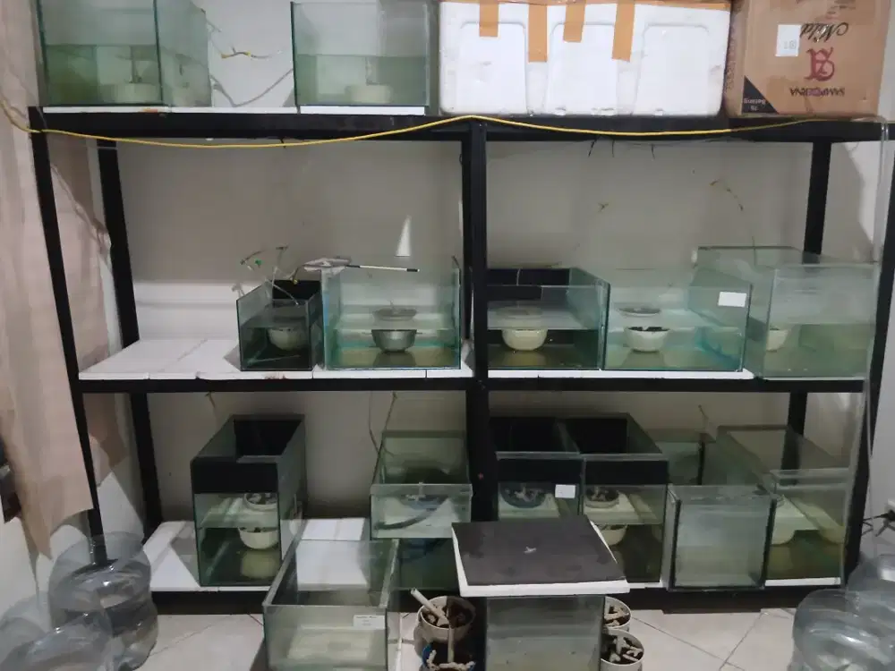 Aquarium kaca tebal murah