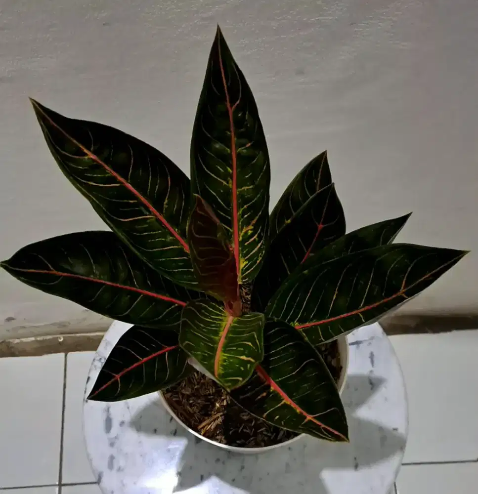 Tanaman Hias Aglonema Pride of Sumatra