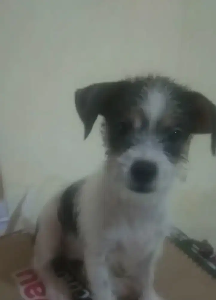 Anak anjing Jack Russell Betina 4bulan kosongan