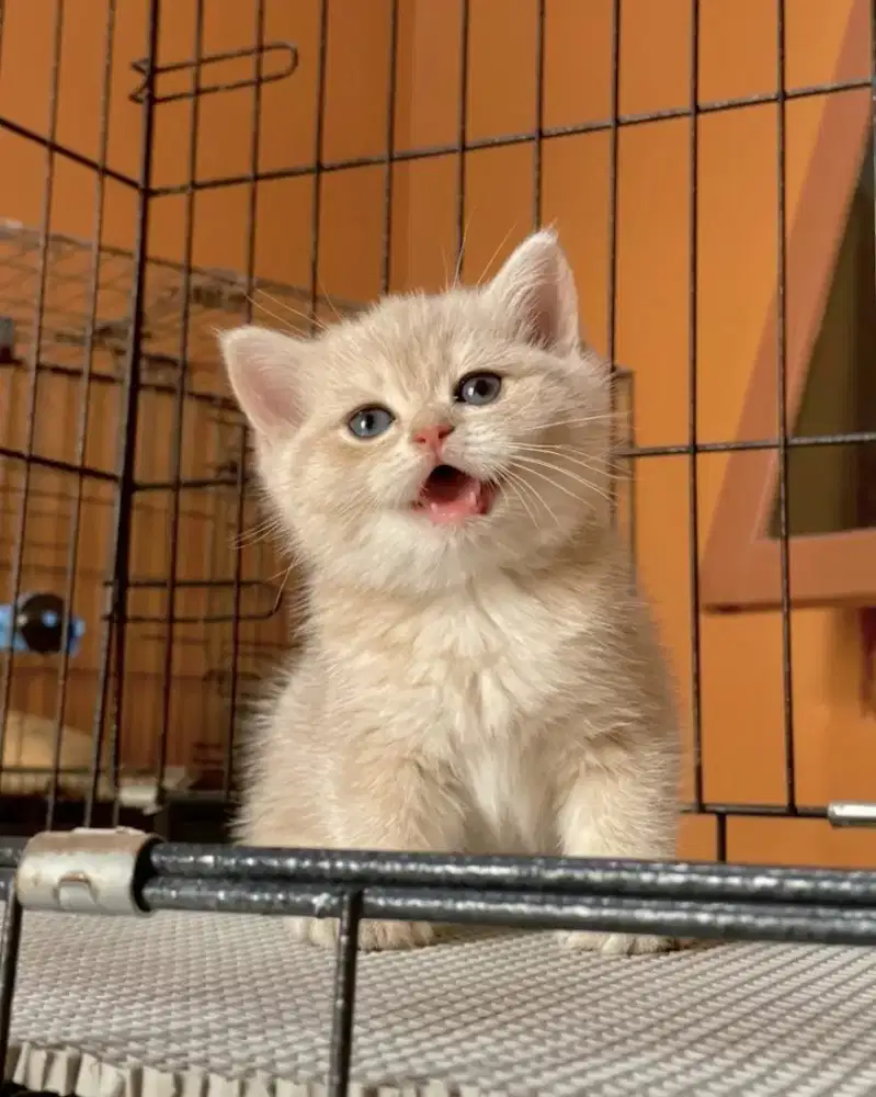 BSH BRITISH SHORTHAIR BLUE GOLDEN LINE IMPORT