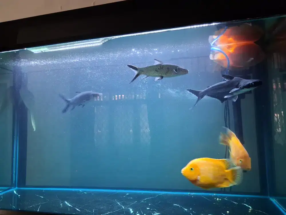 Ikan red parrot
