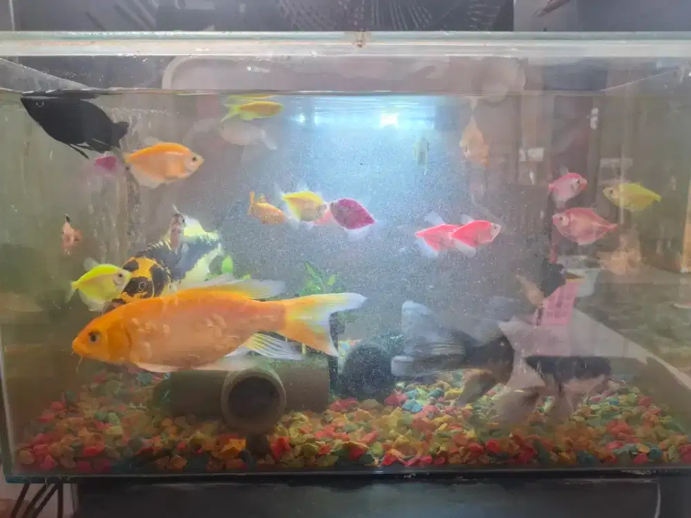 Jual Murah 1 set Aqurium, Ikan & Perlengkapan