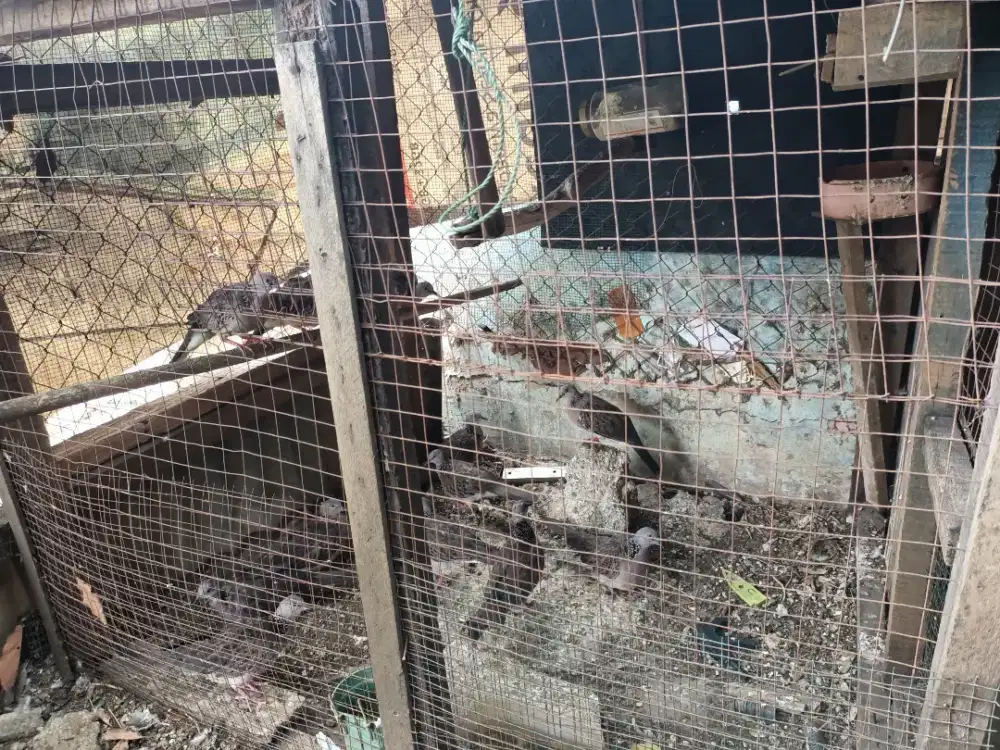Dijual burung tekukur hasil pikatan