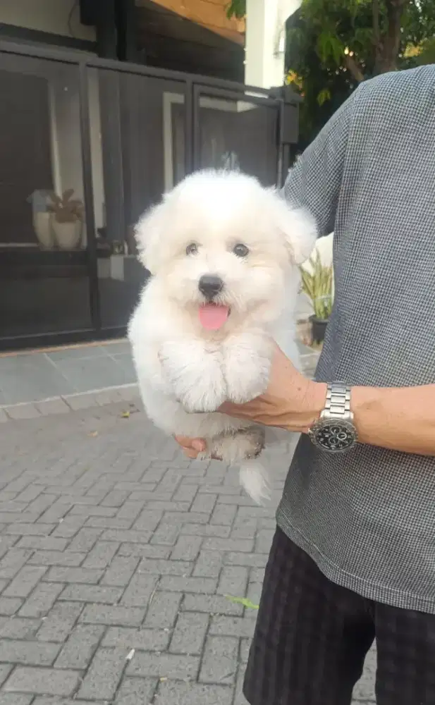 Jual Korean Mini Bichon Frise Female Cucu Import Korea