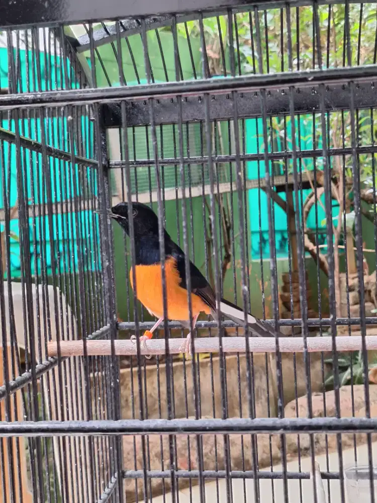MURAI BATU PASTOL MURAH