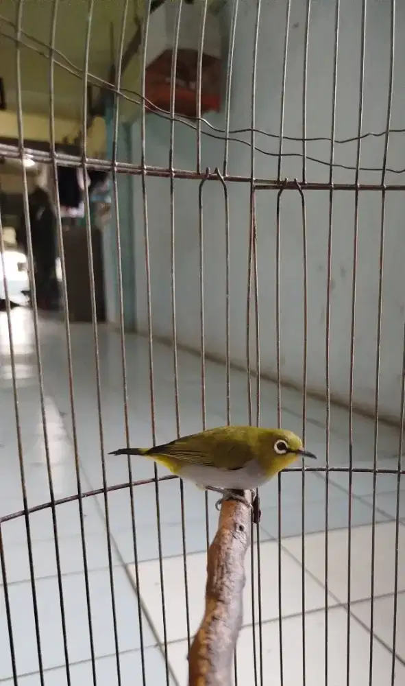 Burung pleci bustomi riwikan