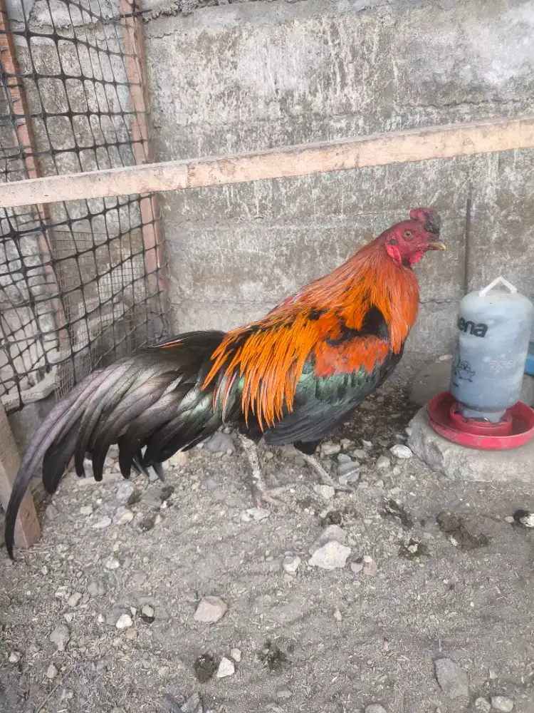 Jago kampung borong lebih murah