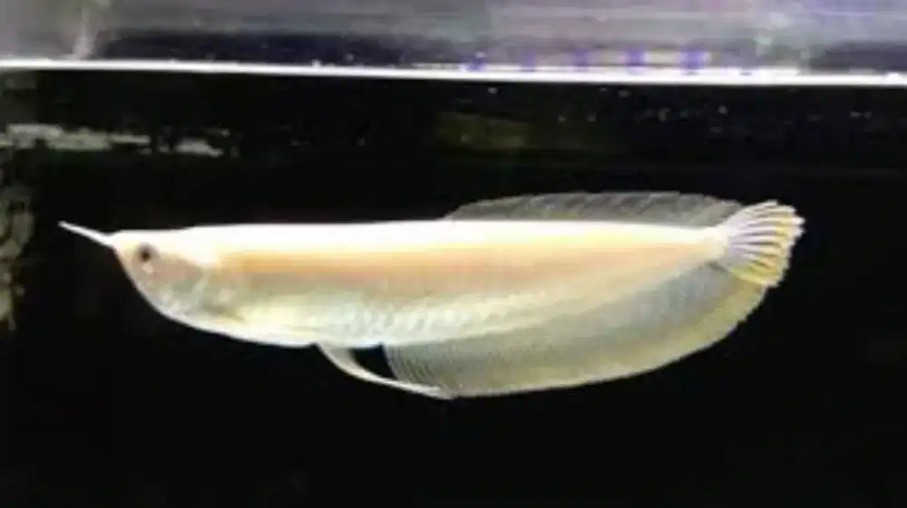 Jual ikan arwana UK 65cm