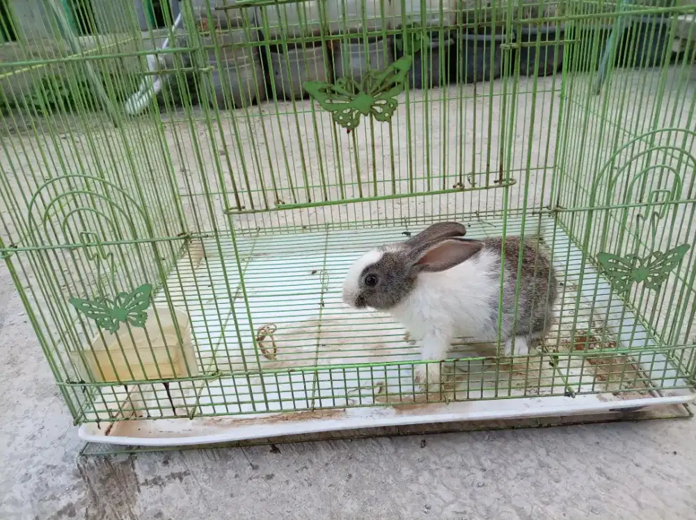 Kelinci + kandang besi