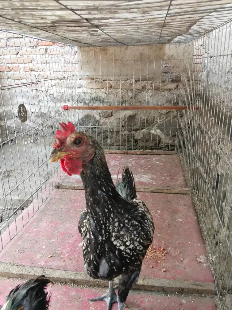 2 Ekor Ayam Pelung Jantan Muda