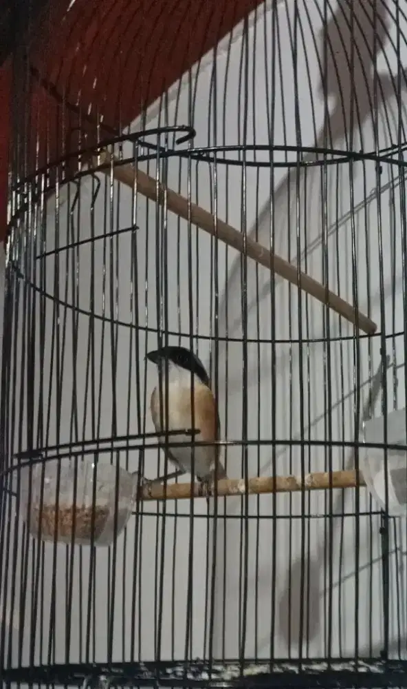 Pented Jatim nya lagi dorong ekor ya mulus ga nabrak jual burung aja
