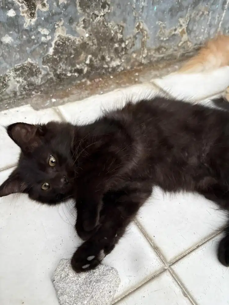 Open adop kucing kitten 3 bulanan