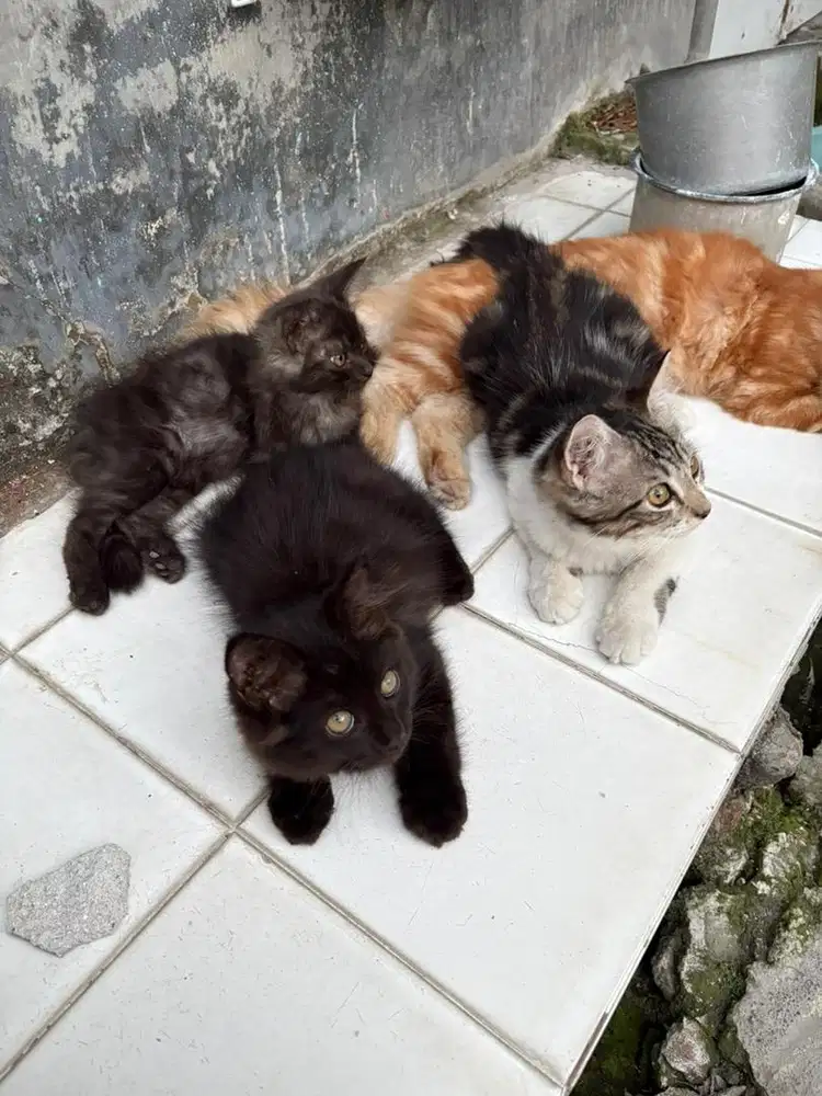 kucing kitten persia medium 3 bulanan
