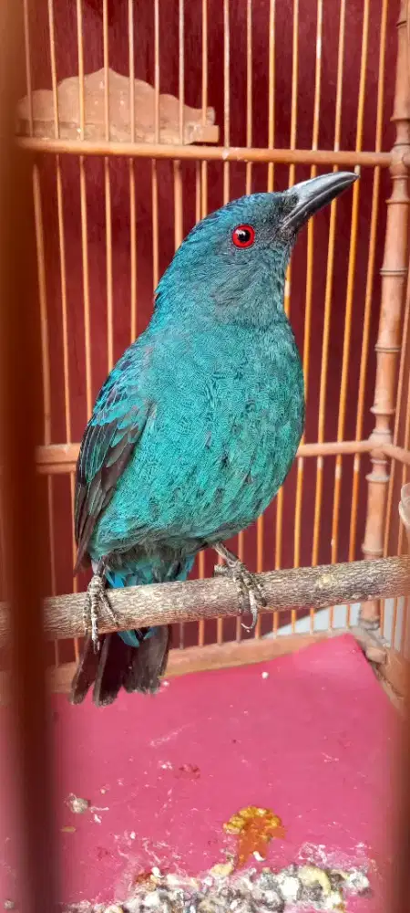 Cak cak biru betina mapan siap kawin*