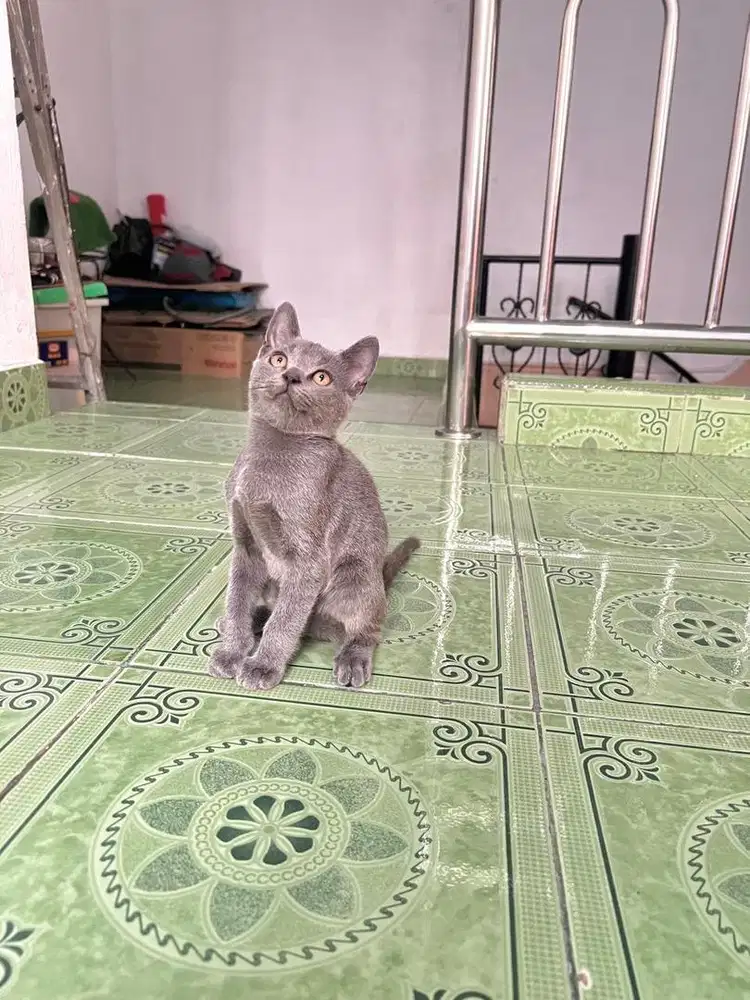 British shorthair