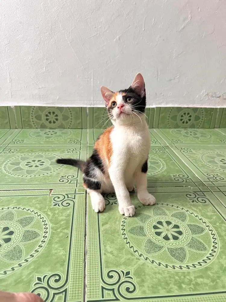 British shorthair mix