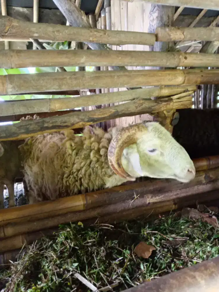 Dijual Cepat Domba 9 Ekor 10 Juta