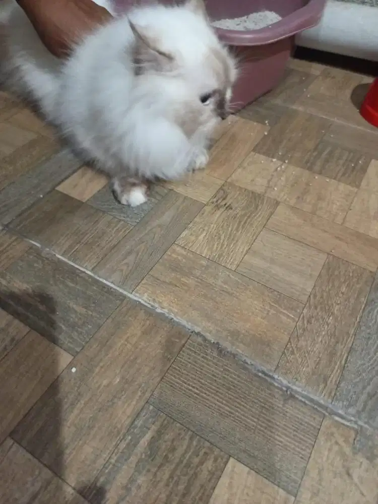 Kucing munchkin kaki pendek