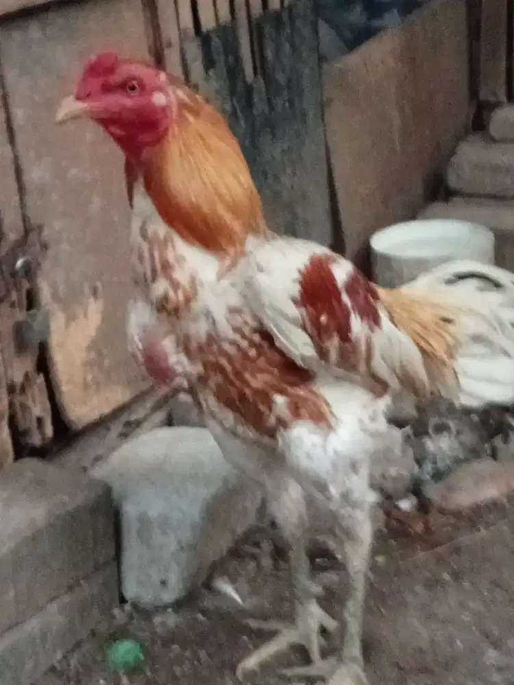 Ayam jago bangkok