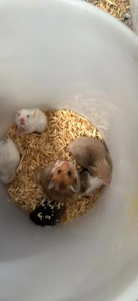 hamster syrian baby dan dewasa