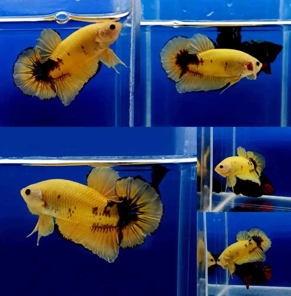 ikan cupang giant hellboy yellow