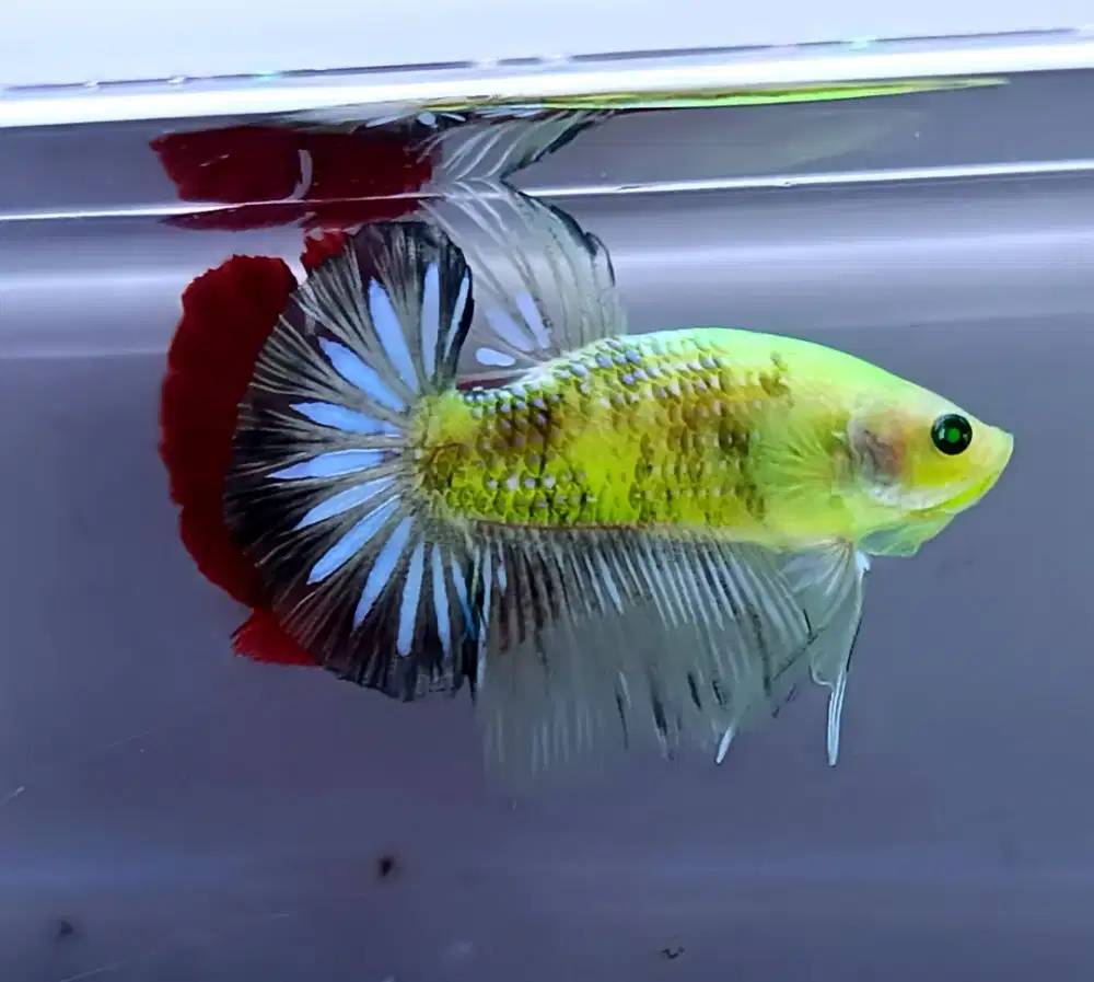 ikan cupang giant glofish mata hijau