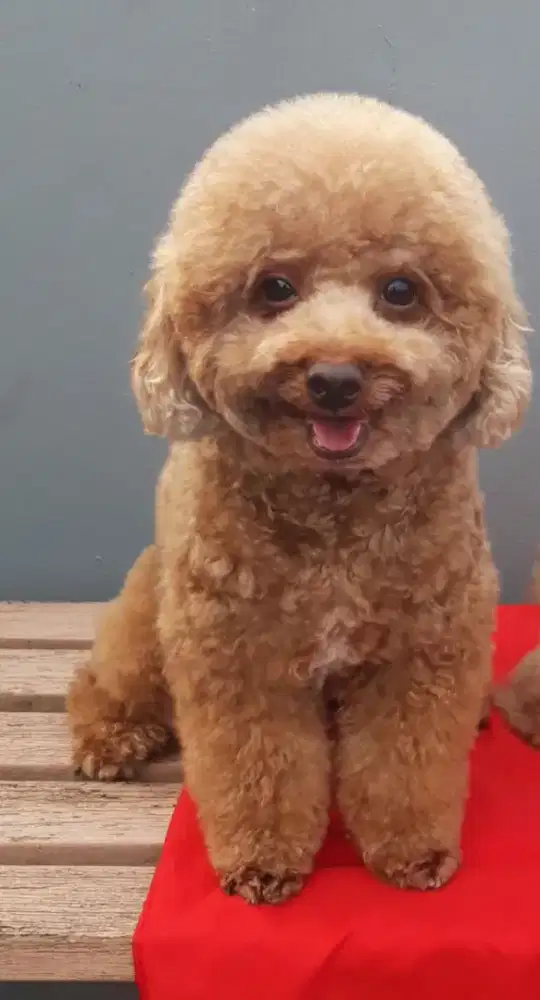 DIJUAL CEPAT POODLE JANTAN