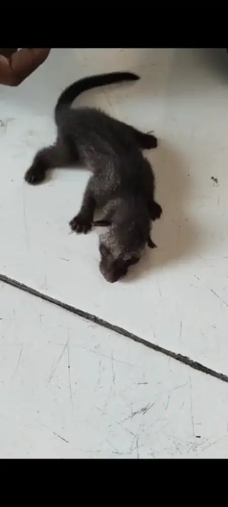 Bayi musang 1 minggu lebih